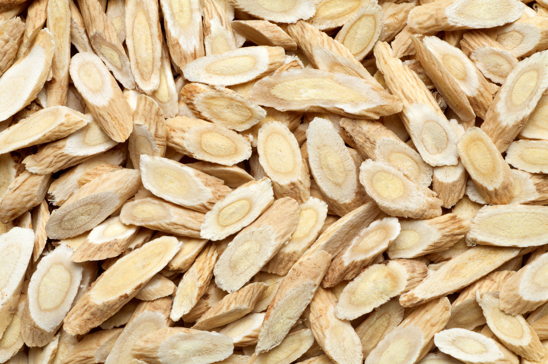 astragalus longevity telomere anti aging e1765446736131